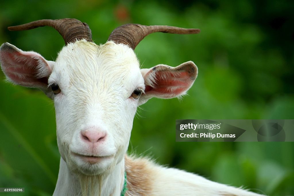 Gaze of Village Goat