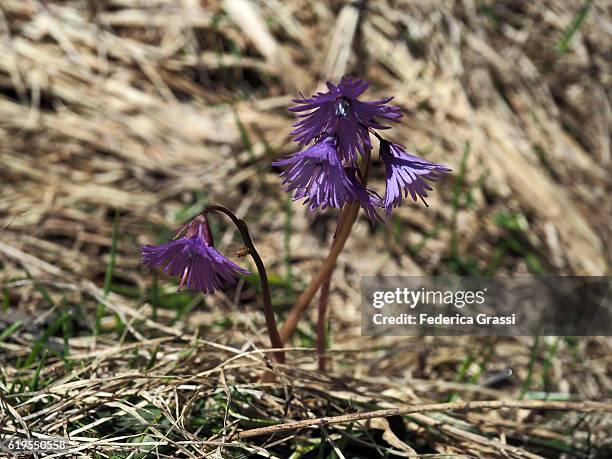 purple wild flowers of soldanella alpina - soldanella stock pictures, royalty-free photos & images
