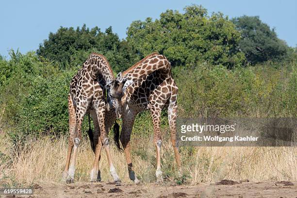 Two young Thornicrofts Giraffe males play fighting in South Luangwa National Park in eastern Zambia.