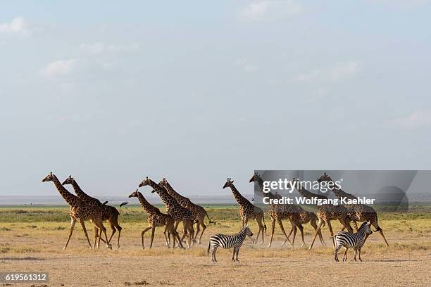 Tower of Masai giraffes and Burchell's zebras running after being spooked in Amboseli National Park, Kenya.