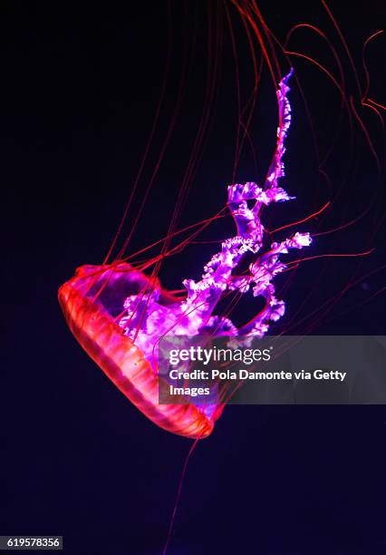 purple-striped jelly fish dance underwater - pacific ocean imagens e fotografias de stock