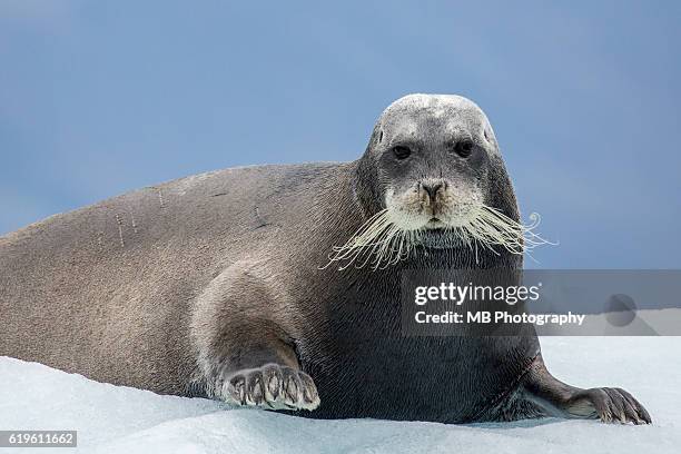 bearded seal - clima polar fotografías e imágenes de stock