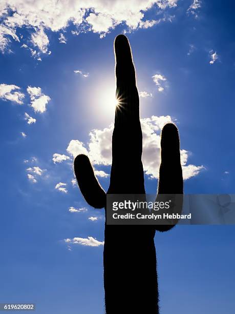 catcus silhouette - organ pipe cactus national monument stockfoto's en -beelden