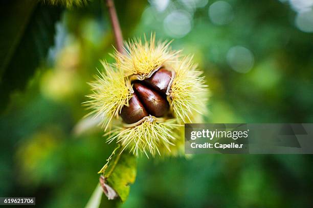 chestnut at autumn - chataignes photos et images de collection