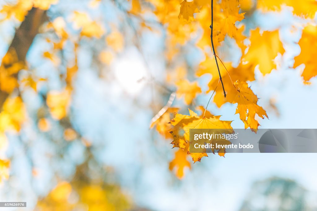 Yellow, orange and red beautiful autumn leaves in beautiful fall park. Golden sunset and bokeh background