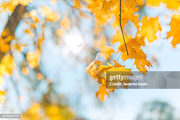 yellow, orange and red beautiful autumn leaves in beautiful fall park. golden sunset and bokeh background - orange branch stock pictures, royalty-free photos & images