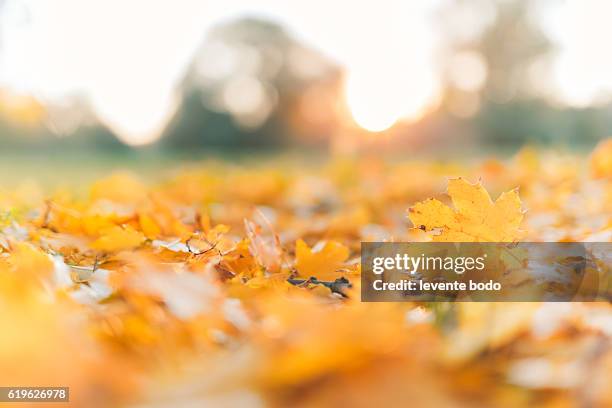 yellow, orange and red beautiful autumn leaves in beautiful fall park. golden sunset and bokeh background - dry leaf stock pictures, royalty-free photos & images