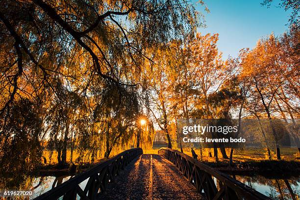 autumn trees in sunbeams, an autumn landscape. sunlight and relaxing autumn landscape - november weather stock pictures, royalty-free photos & images