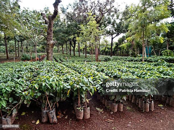 young coffee plants - coffee plantations stock pictures, royalty-free photos & images