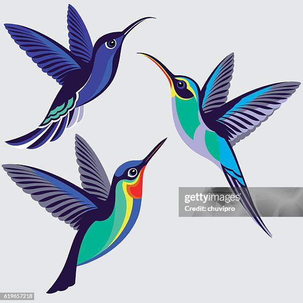 kolibri set - violett sabrewing, grün einsiedler, feurig kehlig kolibri - tropenvogel stock-grafiken, -clipart, -cartoons und -symbole