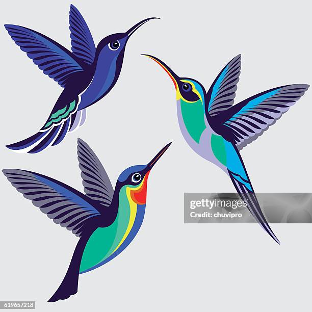 illustrazioni stock, clip art, cartoni animati e icone di tendenza di insieme colibrì - violet sabrewing, eremita verde, colibrì dalla gola infuocata - tre animali