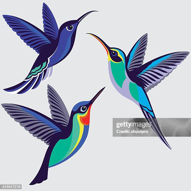 stockillustraties, clipart, cartoons en iconen met hummingbirds set - violet sabrewing, green hermit, fiery-throated hummingbird - kolibrie