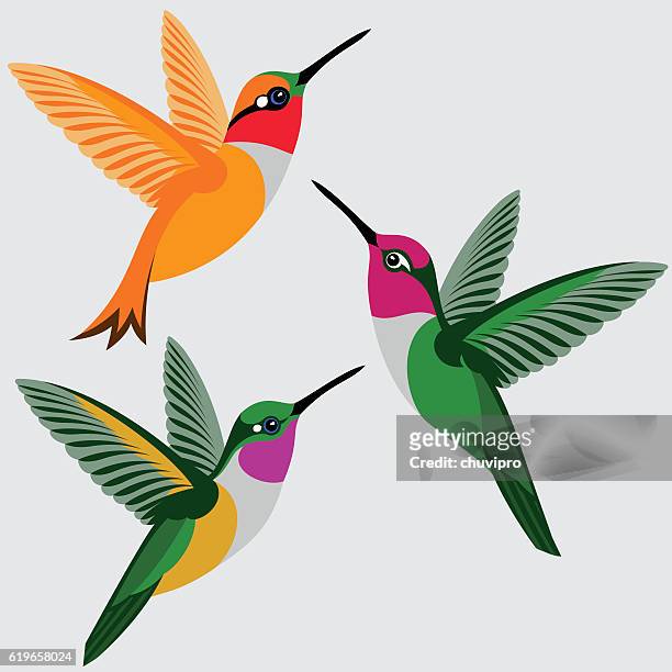 kolibri set - rufous kolibri, anna kolibri, bahama woodstar kolibri - fliegen stock-grafiken, -clipart, -cartoons und -symbole