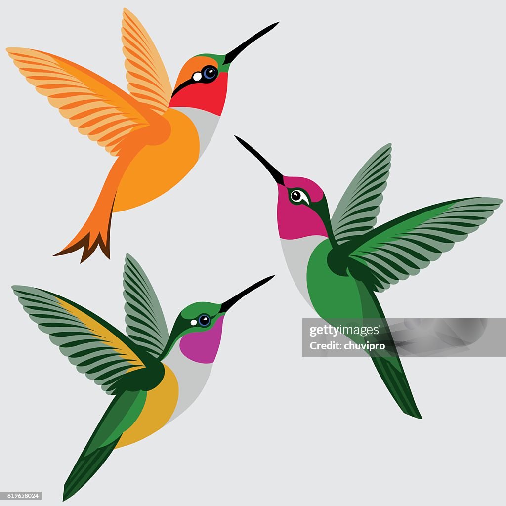 Hummingbirds Set - Rufous Hummingbird, Anna's Hummingbird, Bahama Woodstar Hummingbird