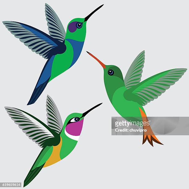 kolibri set - grüne violett-ohr, rufous-tailed kolibri, magenta-throated woodstar kolibri - kolibri stock-grafiken, -clipart, -cartoons und -symbole