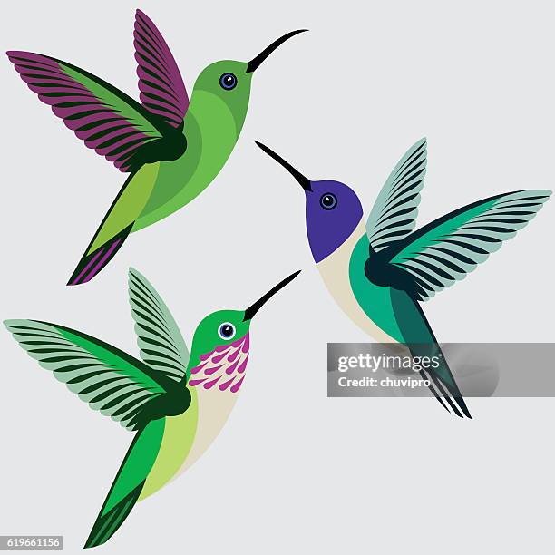 kolibri set - grünbrust-mango, weißhals-jakobiner, calliope kolibri - hummingbird stock-grafiken, -clipart, -cartoons und -symbole