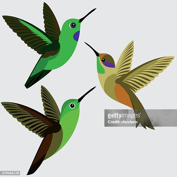 hummingbirds set - green-crowned brilliant, brown violet-ear, bronze-tailed plumeleteer hummingbird - green crowned brilliant hummingbird stock illustrations