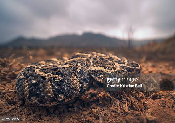 closeup of a young puff adder (bitis arietans) in morocco, with mountain and stormy sky background - bitis arietans stock pictures, royalty-free photos & images