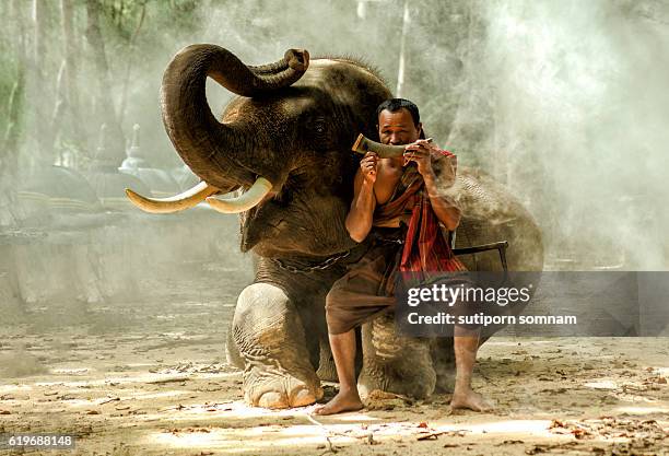 482 Elephant Hair Photos and Premium High Res Pictures - Getty Images 482 Elephant Hair Photos and Premium High Res Pictures - Getty Images