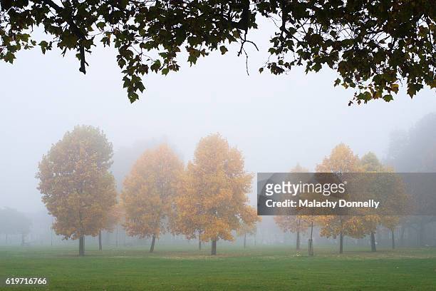 a misty london parkland landscape - hackney london stock pictures, royalty-free photos & images