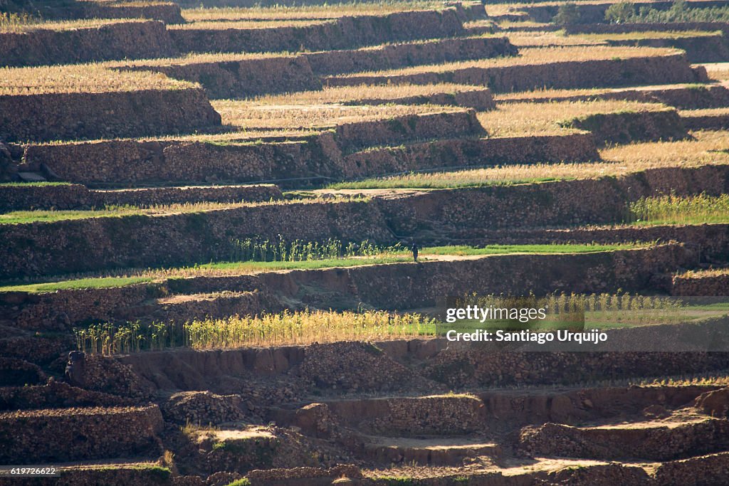 Corn terraced fields