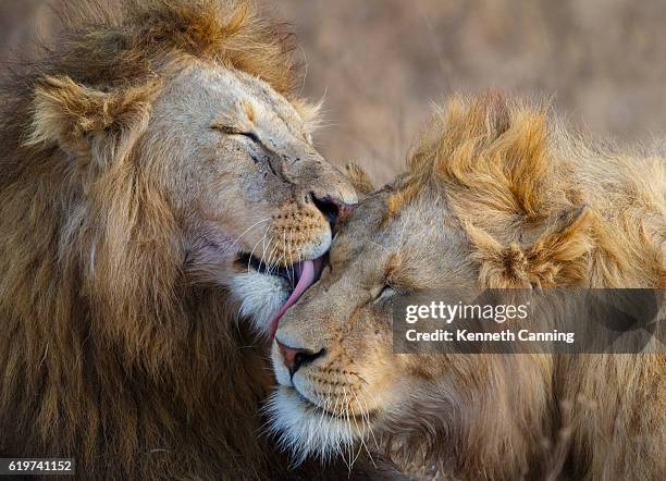 acicalamiento de leones en el cráter de ngorongoro, tanzania, áfrica - leon fotografías e imágenes de stock
