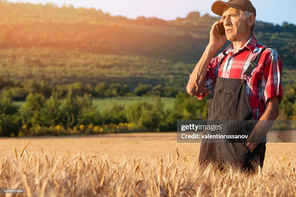 Manual worker using phone in the middle of wheat field