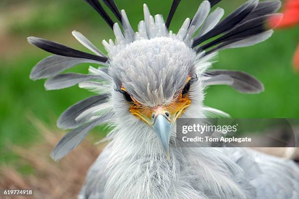 secretary bird - secretarisvogel stockfoto's en -beelden