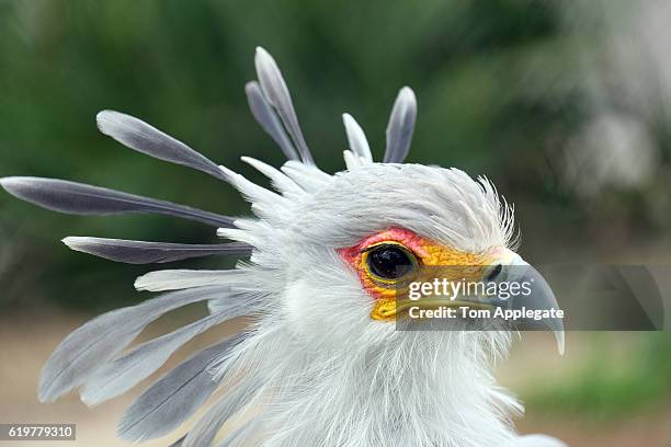 secretary bird - savannah imagens e fotografias de stock