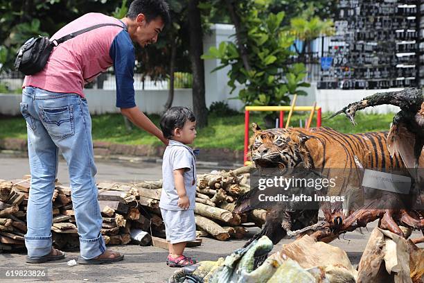 Indonesian police officers displays stuffed Sumatran tigers, two Sun Bear, five bird of paradise, two peafowl, two-tailed Eagles Bronrok, Javan...