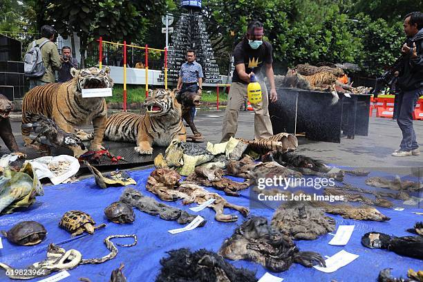 Indonesian police officers displays stuffed Sumatran tigers, two Sun Bear, five bird of paradise, two peafowl, two-tailed Eagles Bronrok, Javan...