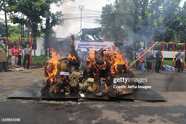 Indonesian police officers set fire a stockpile of Stuffed Sumatran tigers, two Sun Bear, five bird of paradise, two peafowl, two-tailed Eagles...