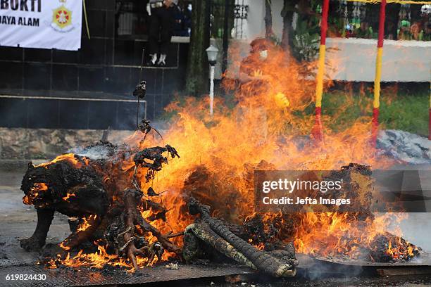 Indonesian police officers set fire a stockpile of Stuffed Sumatran tigers, two Sun Bear, five bird of paradise, two peafowl, two-tailed Eagles...