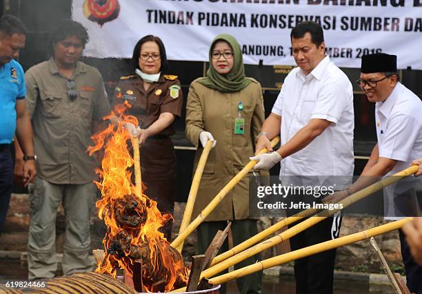 Indonesian police officers set fire a stockpile of Stuffed Sumatran tigers, two Sun Bear, five bird of paradise, two peafowl, two-tailed Eagles...