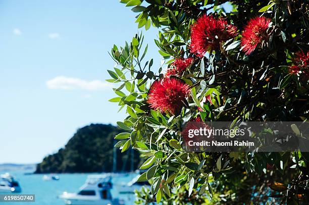 pohutukawa tree at russell beach, bay of islands - pohutukawa flower foto e immagini stock