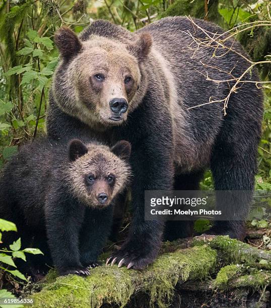 grizzly sow and cub - sow bear stock pictures, royalty-free photos & images