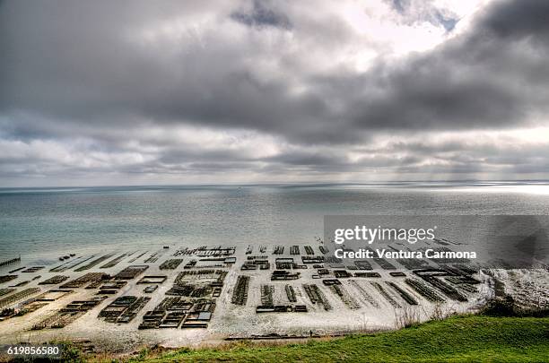oyster farms in cancale (brittany, france) - cancale bildbanksfoton och bilder
