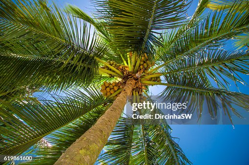 Coconuts tree. Coconuts tree.