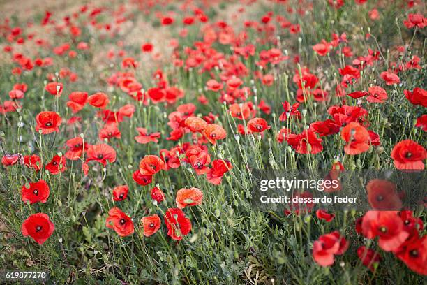 red poppies in the tall green - tall poppy stock pictures, royalty-free photos & images