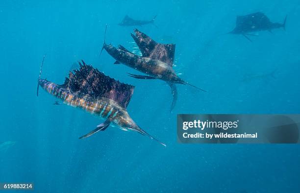 sailfish hunting sardines - insel mujeres stock-fotos und bilder