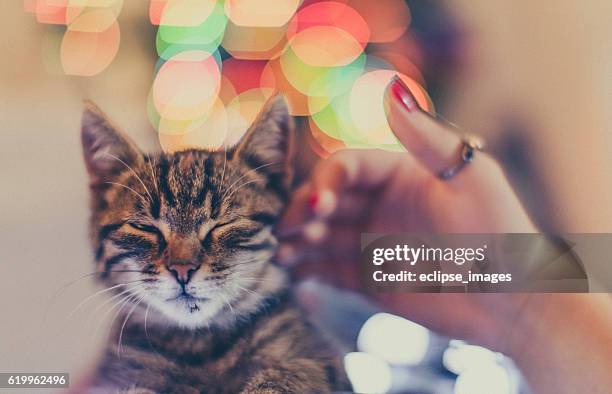 katze kuscheln - cat hand stock-fotos und bilder