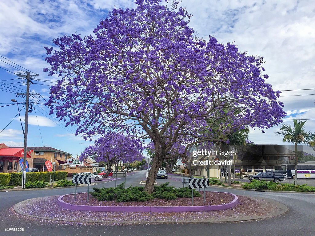 Grafton, NSW, Australia during Jacaranda Season in Spring