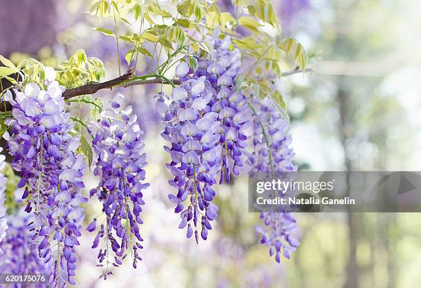 wisteria in bloom - blåregn bildbanksfoton och bilder