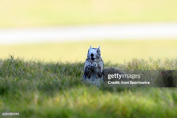 An Eastern Fox Squirrel near the 18th tee. The First Round of the 2016 Landfall Tradition NCAA Women's Golf Championship hosted by the University of...