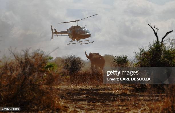 An elephant moves under an helicopter after it was darted with a tranquilizer outside Amboseli National Park on November 2, 2016. - The International...