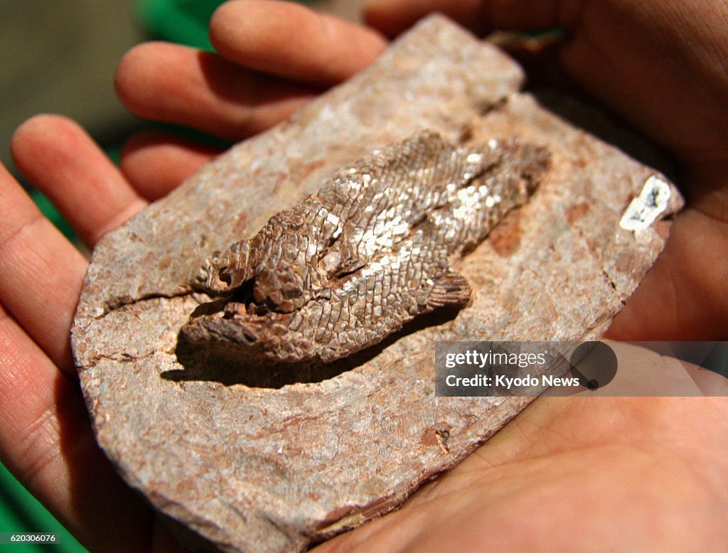 Fukui museum seeking roots of Japan dinosaurs