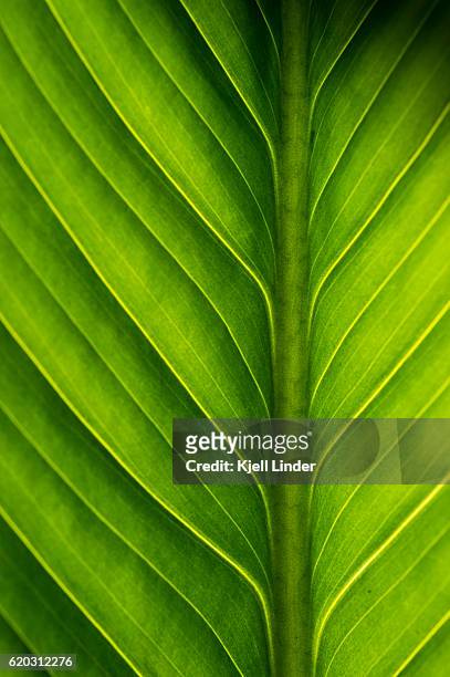 close-up of tropical green leaf - leaf with veins stock-fotos und bilder