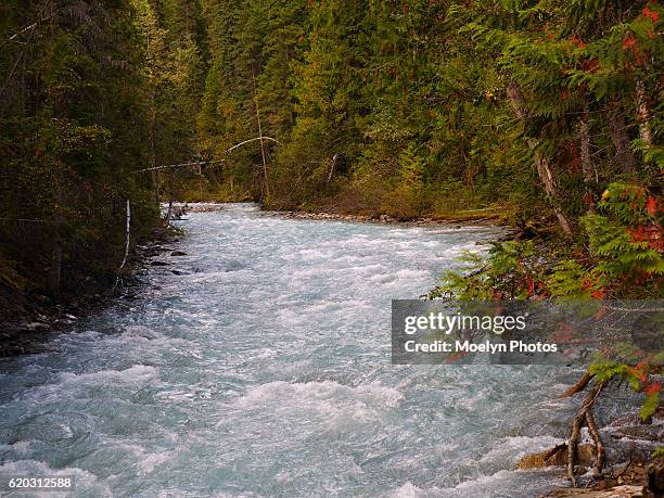 rushing robson river-mount robson provincial park bc - rushing river provincial park stock pictures, royalty-free photos & images