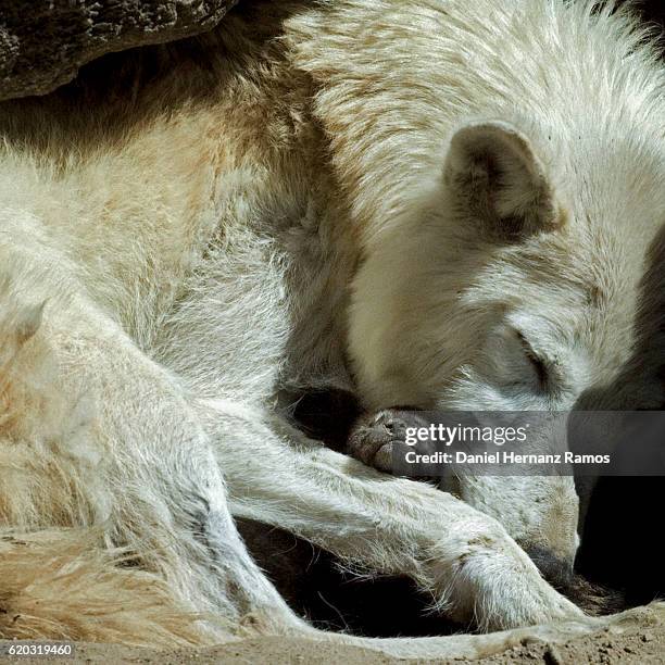 close up of a wolf female with his baby. canis lupus arctos - hundeartige stock-fotos und bilder