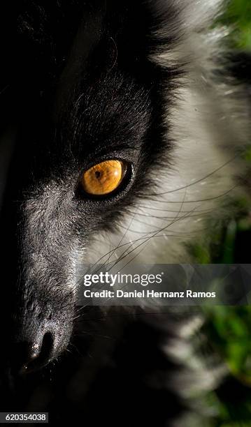 Black-and-white ruffed lemur eye